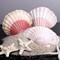 8-Pack Natural White Scallop Seashells, 4–4.5 Inch, Perfect for DIY Crafts, Home Décor, Beach Weddings, and Nautical-Themed Decorations